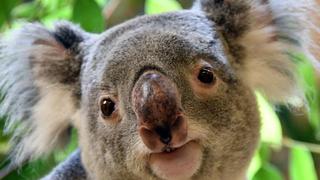 Ven a koala en peligro de extinción en Australia, pero desde 2019 está “funcionalmente extinto” | VIDEO