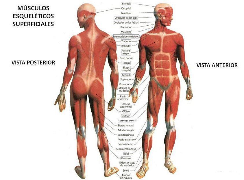 Sistema muscular 