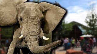 Muere en zoológico por ataque de elefante que no quería bañarse