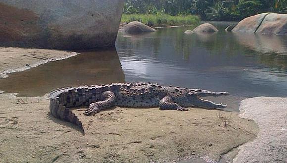 ​Un caimán de dos metros sorprende a turistas en famoso parque natural