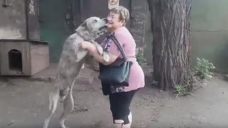 El emotivo reencuentro de una mujer y su perro después de dos años de búsqueda | VIDEO 