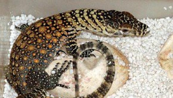 Brasil: Descubren nueva especie de lagarto amenazada de extinción 
