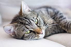 ​Mamá justifica a chica que mató con hacha a gato y difundió imágenes