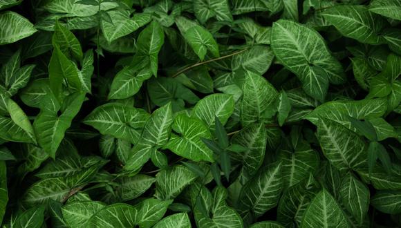 Trucos caseros para limpiar las hojas de tus plantas de interior. (Foto: Pexels)