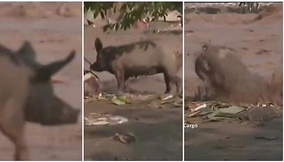 Mascotas: cerdito cae a río Chillón en plena transmisión y lo peor viene después (VIDEO)