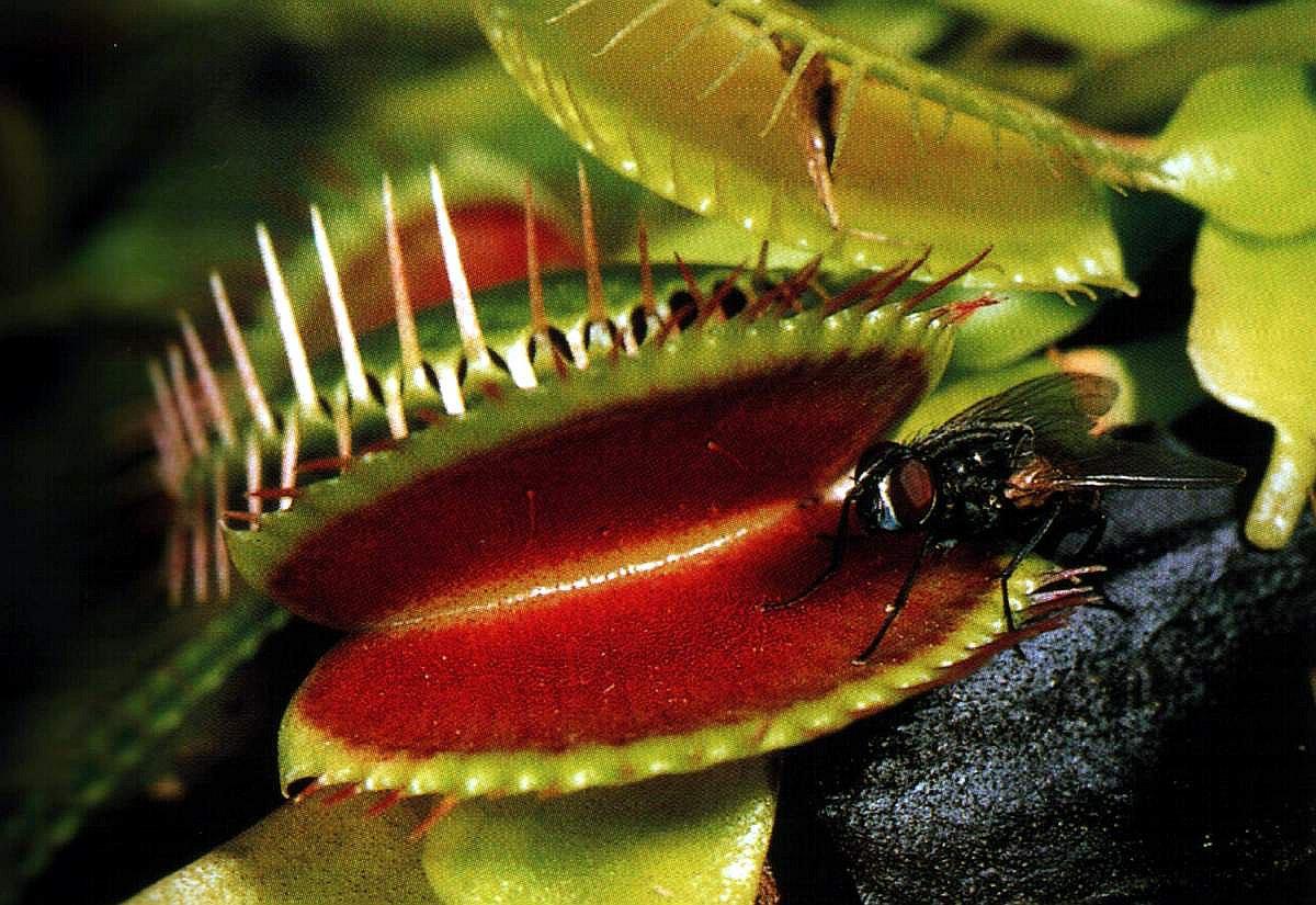 Este es el motivo por el que las plantas se hacen carnívoras