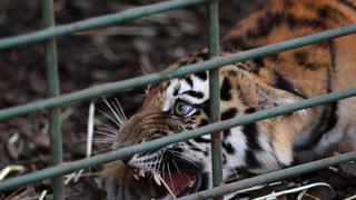 ​Tigresa "devoradora de hombres" muere electrocutada en reja para jabalíes