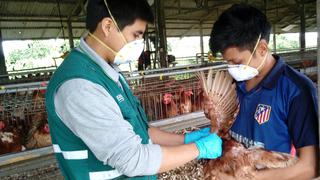 Comer para vivir: Carne de aves e influenza aviar