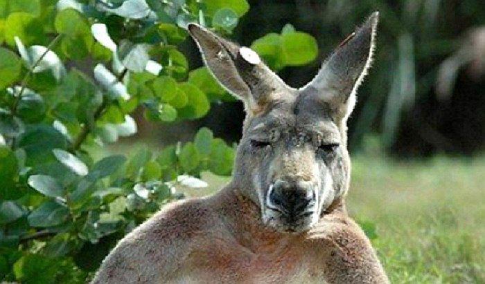 Australia: "Roger" es uno de los animales más famosos del mundo (VIDEO)