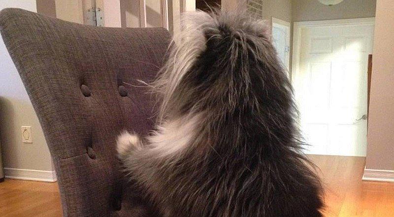 Instagram: ¿Perro o gato?, la imagen que está perturbando en redes sociales (FOTOS)