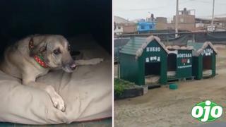 Policías adoptan a tres perritos y les construyen unas casitas en su comisaría