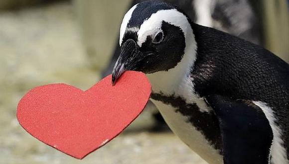  Pingüinos enamorados que pasean por la playa se hace viral 