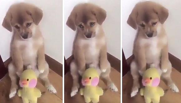 Facebook: la tierna reacción de un perro al ser castigado conmueve en redes (VIDEO)