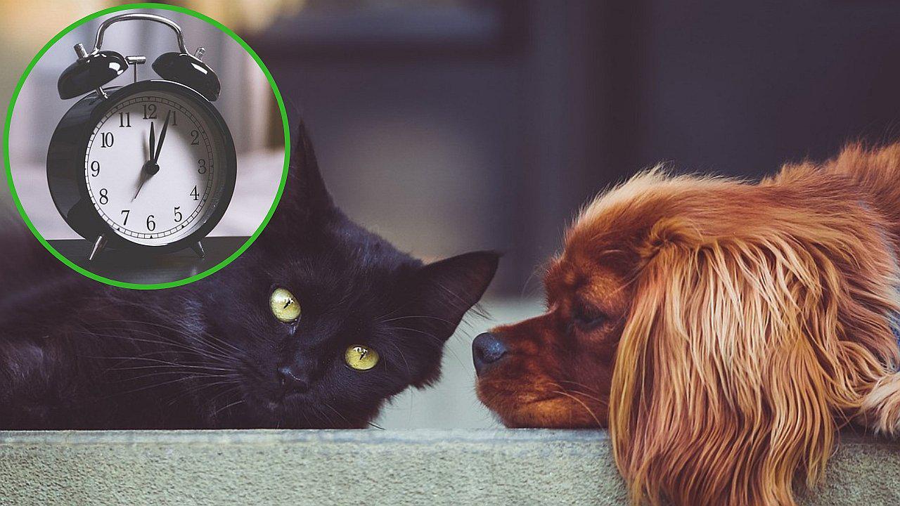 Las mascotas saben cuando llegas tarde a casa según estudio