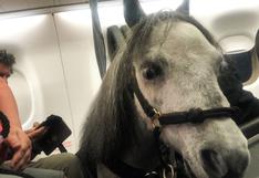 Aerolínea dejó que mujer viaje en la cabina con su caballo porque le brinda apoyo emocional 