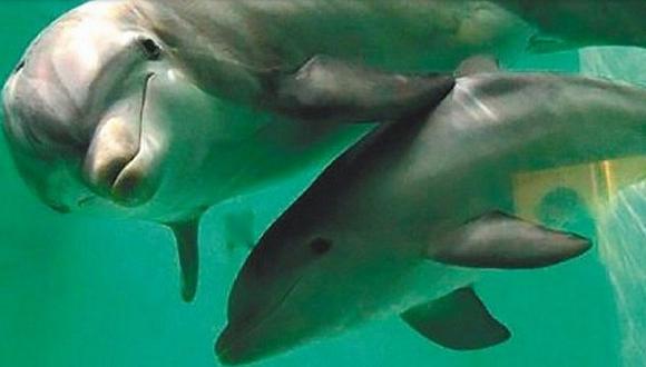 ​EEUU: más de 80 delfines murieron por esta increíble razón