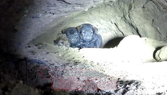 Valiente 'doglover' rescató a 9 perritos atrapados en oscura cueva