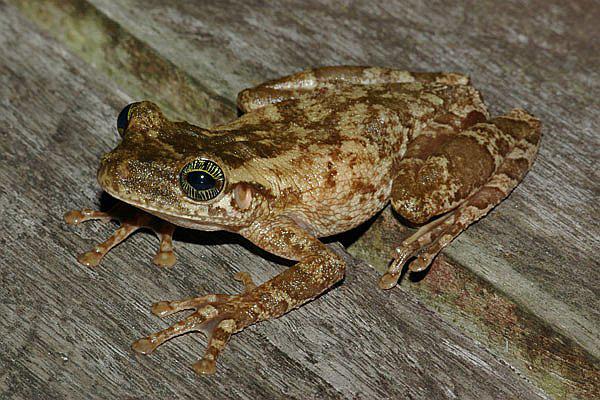 Indígenas comen ranas en épocas de escasez, cuando faltan alimentos