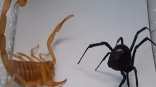 ​Youtube: Escorpión enfrenta a viuda negra en la pelea más venenosa del mundo