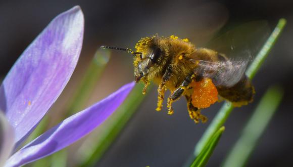 El crocus abre sus flores temprano en la primavera, ofreciendo valioso alimenta para las abejas cuando aún escasea. (Foto: Patrick Pleul/dpa)