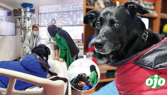 El perrito logró despertar a su dueña del coma pero tiempo después el animal falleció.