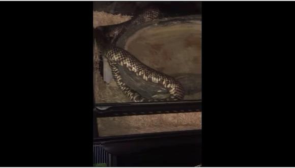 YouTube: video de una serpiente tragándose a sí misma sorprende a muchos [VIDEO] 