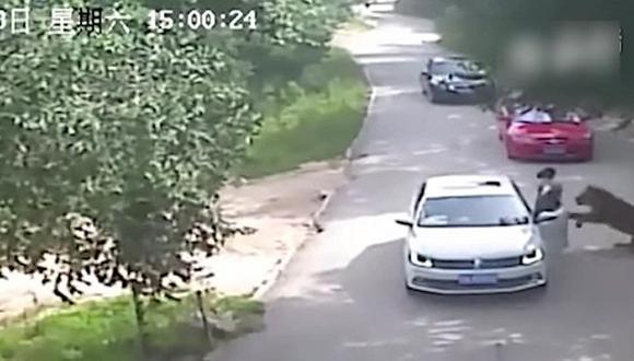 China: Sale del auto tras discutir con chofer y tigre la ataca [VIDEO] 