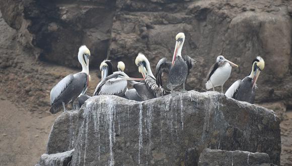 Se registran afectaciones de aves en áreas naturales protegidas de la costa peruana. Foto: Sernarp