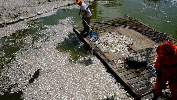 Miles de peces muertos vuelven a “adornar” bahía de Rio de Janeiro