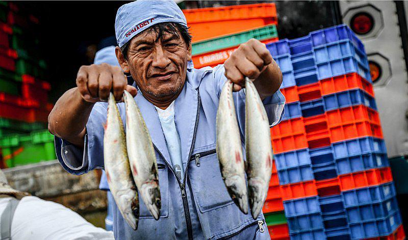 ¿Cómo reconocer un pescado fresco?