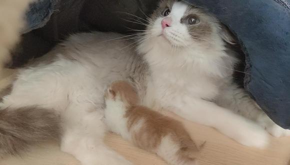 Gatito clonado con su mamá en la investigadores de la Universidad Agrícola de Qingdao.