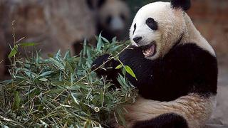 ​Colocan un aparato de ortodoncia a un oso panda por primera vez