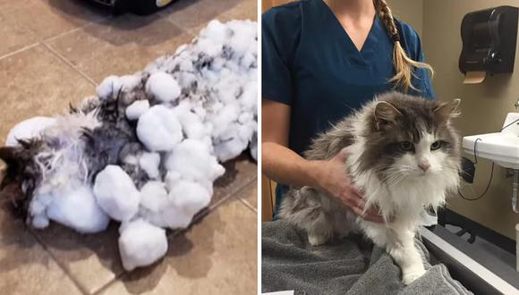 Gato había muerto congelado, pero veterinarios lo revivieron