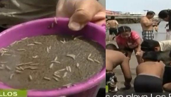 Hallan gusanos en playa Los Pescadores en Chorrillos (VIDEO)