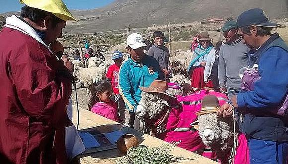 Arequipa: Ovejas contraen matrimonio en ceremonia masiva  [FOTOS] 