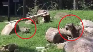 Leopardo bebé hace saltar a su madre tras fuerte susto y video se hace viral en redes