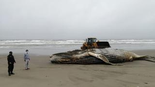 Lambayeque: entierran a ballena jorobada que varó en playa de Mórrope