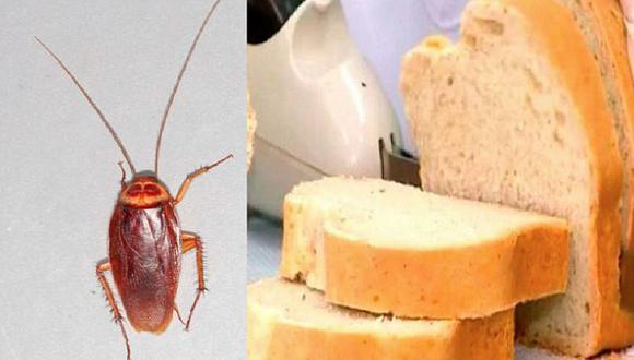 Crean pan a base de cucarachas que tiene muchas proteínas, según investigadores
