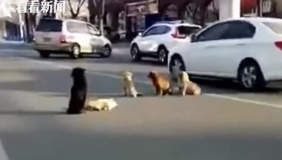 Cuatro perros cuidaron fielmente al cuerpo de su amigo atropellado (VIDEO)