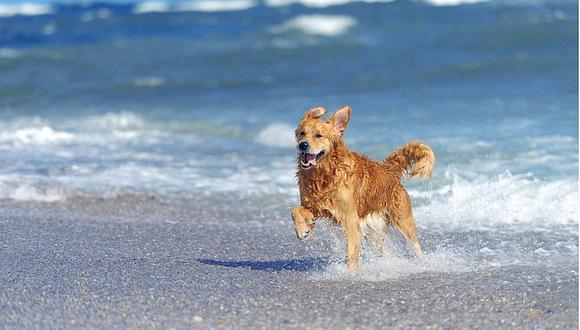 4 consejos para ir con tu perro a la playa