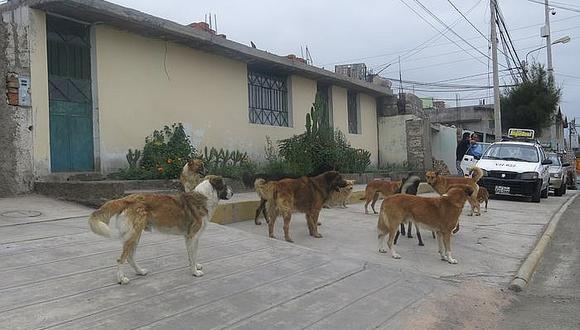 El año pasado Arequipa solo registro 20 casos de rabia canina, sin embargo este año en menos de dos meses se reportaron 18 casos de esta enfermedad. Hasta el momento 110 canes de la zona han sido vacunados (Foto Archivo GEC referencial)