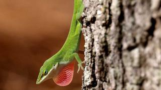 Perú: Descubren nueva especie de lagarto en la zona selvática que comparten las regiones de Junín y Cusco