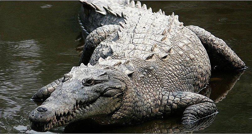 Mujer muere atacada por un cocodrilo tras intentar salvar a su perro 