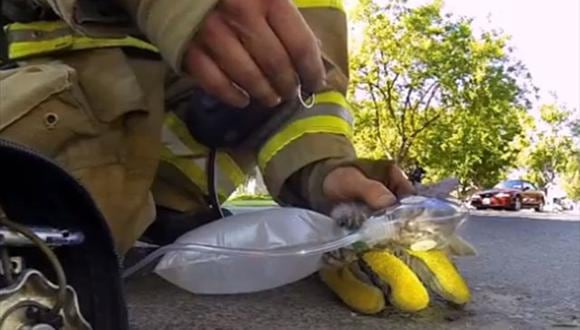 Mira el rescate de un gatito a través de los 'ojos' de un bombero [VIDEO]
