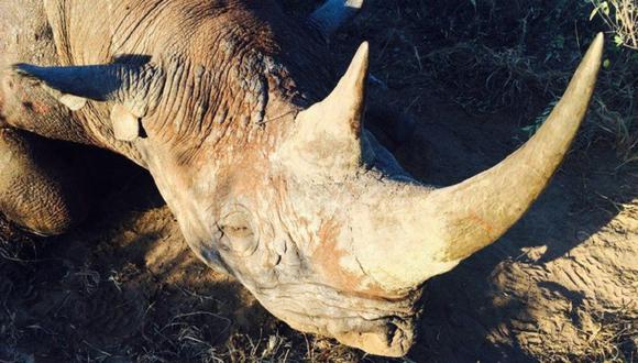 Hombre pagó 350 mil dólares para matar a un rinoceronte