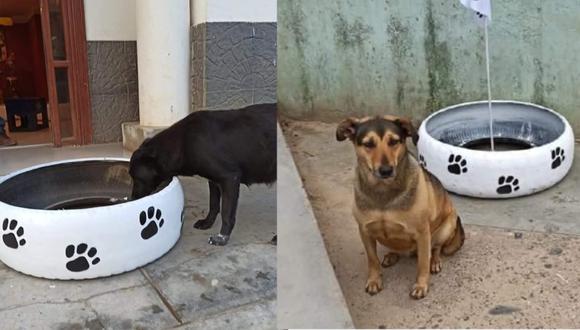 La Libertad: Convierten llantas viejas en dispensadores de comida para gatos y perros callejeros en cuarentena