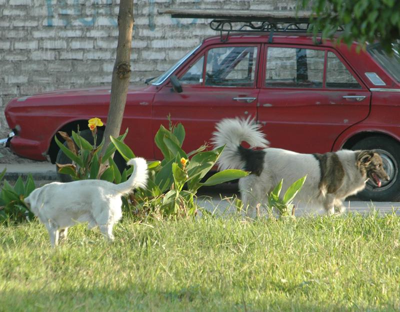 El 34% de parques de Lima tiene parásitos que causan ceguera