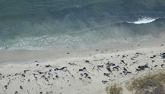 Chile: Costa se transforma una vez más en cementerio de ballenas