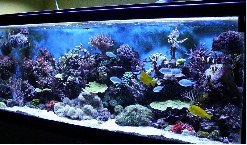 Peces: 3 tipos de filtros para los acuarios