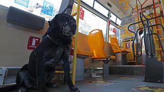 Don Alonso, el perro que ama viajar en bus y conoce paraderos y rutas │FOTOS